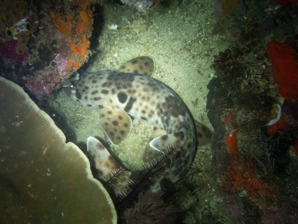 Un requin-chabot marcheur enroulé sur le sable entre une table de corail et des éponges rouges, de nuit : derrière la tête, une grande tache noire bordée de clair, et des nageoires pectorales et pelviennes larges et tachetées