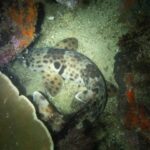 Un requin-chabot marcheur enroulé sur le sable entre une table de corail et des éponges rouges, de nuit : derrière la tête, une grande tache noire bordée de clair, et des nageoires pectorales et pelviennes larges et tachetées