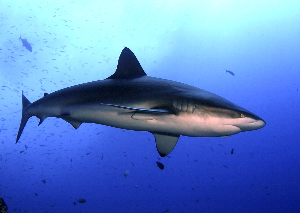 Un requin des Galápagos nage de profil dans le bleu au milieu d'un nuage de petits poissons : première dorsale haute, dos gris-brun, ventre blanc, museau large et arrondi