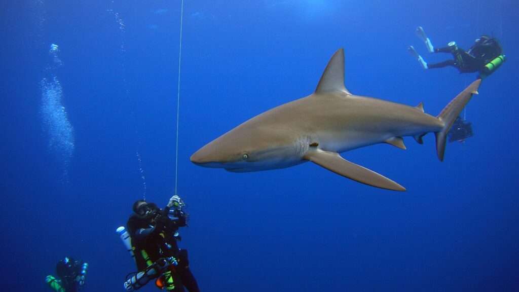 Un grand requin des Galápagos passe tout près de plongeurs en recycleur suspendus le long d'un bout dans le bleu, sa longue pectorale et sa haute dorsale bien visibles