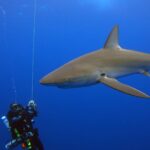 Un grand requin des Galápagos passe tout près de plongeurs en recycleur suspendus le long d'un bout dans le bleu, sa longue pectorale et sa haute dorsale bien visibles