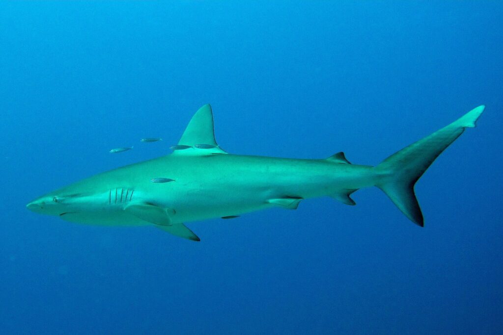 Un requin des Galápagos de profil en pleine eau bleue, quelques petits poissons argentés autour de sa dorsale : corps fuselé, première dorsale haute et légèrement en faux, petite seconde dorsale, longue queue