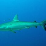 Un requin des Galápagos de profil en pleine eau bleue, quelques petits poissons argentés autour de sa dorsale : corps fuselé, première dorsale haute et légèrement en faux, petite seconde dorsale, longue queue