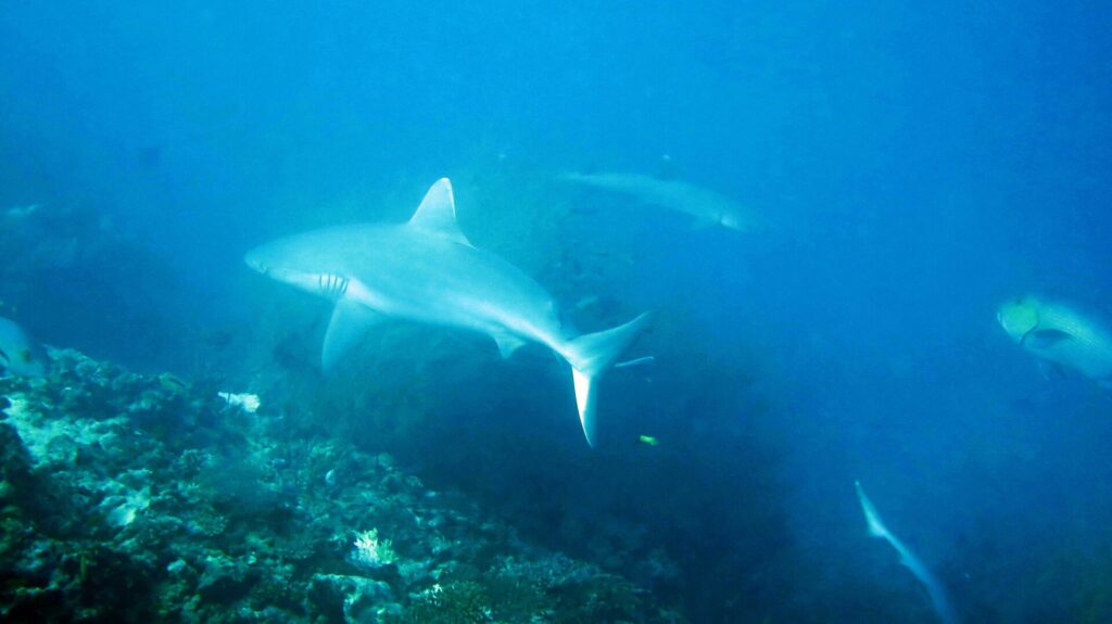 Un requin gris de récif au corps pâle croise au-dessus du récif dans une eau bleue voilée, un deuxième requin au loin et la queue d'un troisième en bas à droite.
