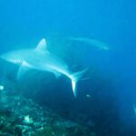 Un requin gris de récif au corps pâle croise au-dessus du récif dans une eau bleue voilée, un deuxième requin au loin et la queue d'un troisième en bas à droite.