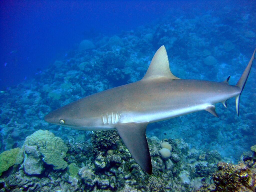 Un requin gris de récif vu de profil, dos bronze, ventre blanc et caudale bordée de noir, glisse au-dessus d'un récif de coraux dans une eau bleue.
