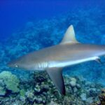 Un requin gris de récif vu de profil, dos bronze, ventre blanc et caudale bordée de noir, glisse au-dessus d'un récif de coraux dans une eau bleue.