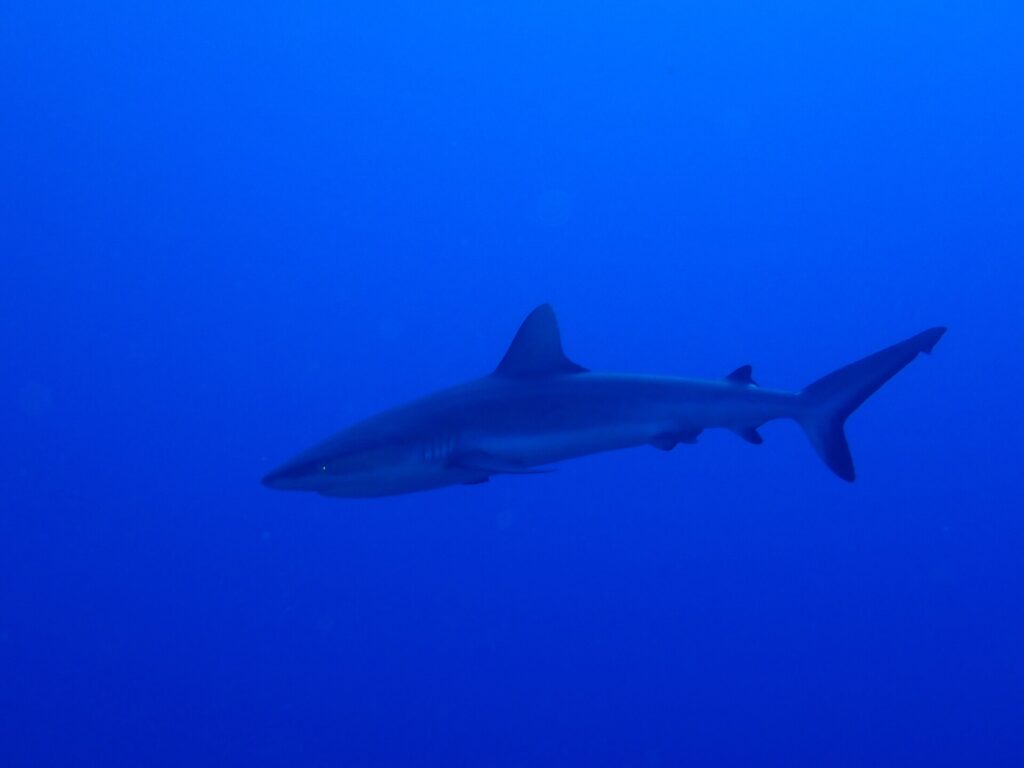 Un requin gris de récif glisse de profil dans un bleu profond et uniforme, la nageoire caudale relevée