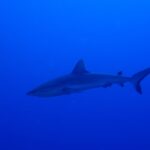 Un requin gris de récif glisse de profil dans un bleu profond et uniforme, la nageoire caudale relevée