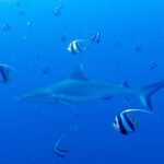 Un requin gris de récif nage dans le bleu au milieu d'un banc de poissons-cochers noirs et blancs
