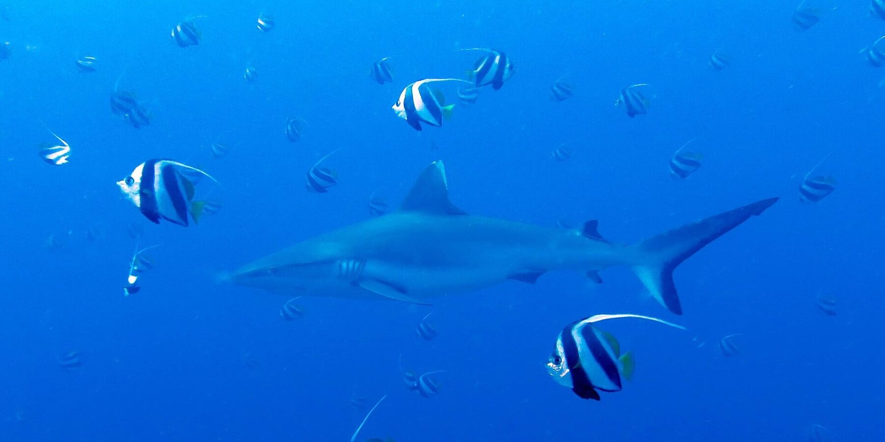 Un requin gris de récif nage dans le bleu au milieu d'un banc de poissons-cochers noirs et blancs