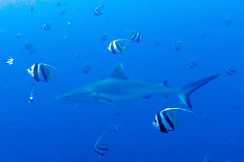 Un requin gris de récif nage dans le bleu au milieu d'un banc de poissons-cochers noirs et blancs