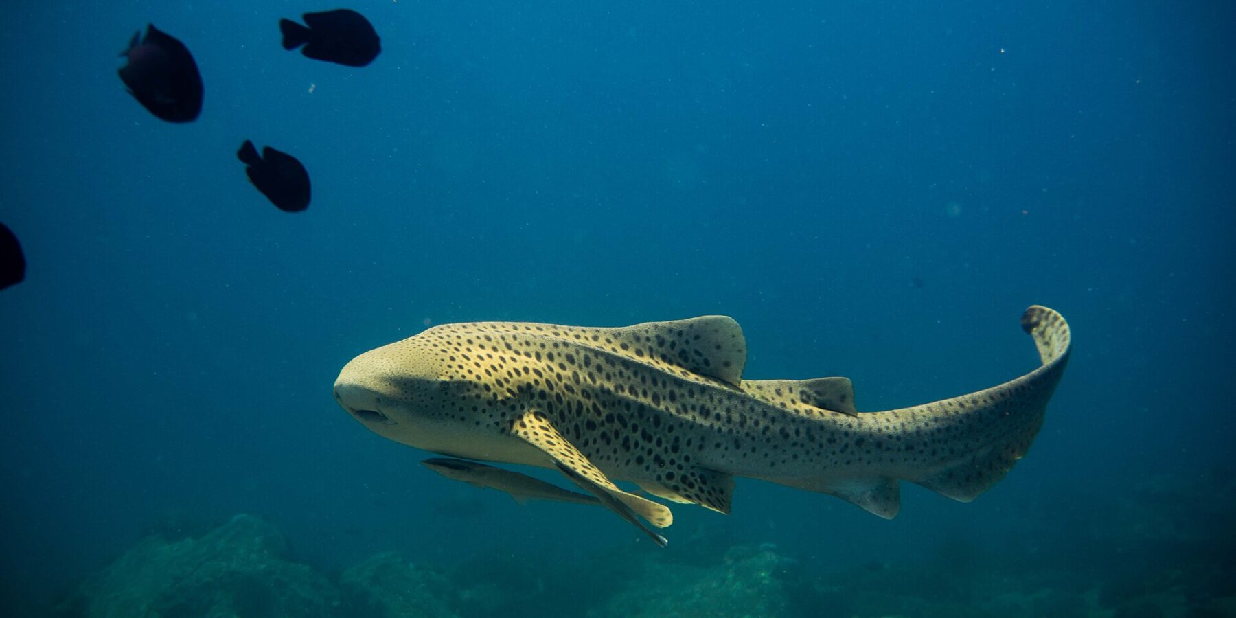 Un requin-léopard adulte, corps jaune sable couvert de taches sombres et longue queue relevée, nage vers la gauche en pleine eau bleue avec un rémora sous le ventre, quelques poissons noirs au-dessus et des rochers flous en dessous