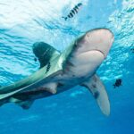 Un requin longimane aux nageoires bordées de blanc nage sous la surface, entouré de poissons-pilotes rayés
