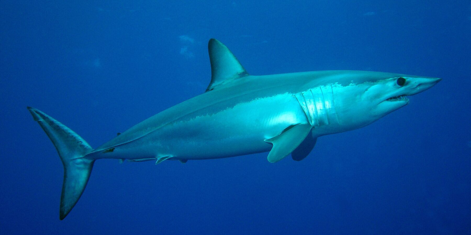 Un requin mako vu de côté, dos bleu métallique et ventre blanc, museau pointu, dents apparentes et gros œil noir, dans le bleu du banc Condor