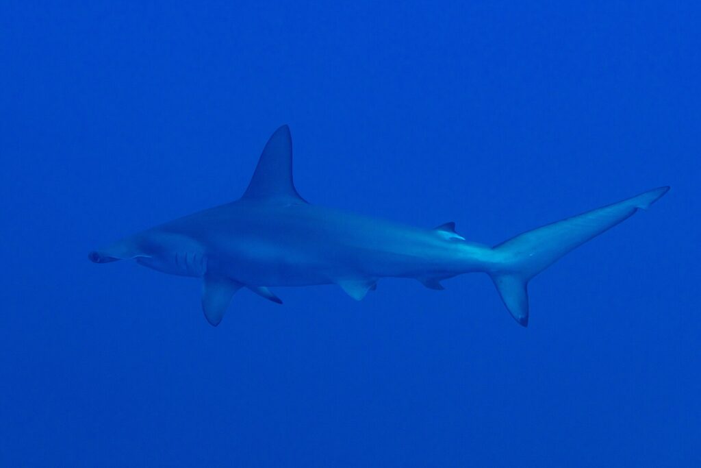 Un requin-marteau halicorne vu de côté et légèrement de dessous, nage de gauche à droite dans un bleu uniforme