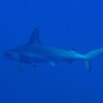 Un requin-marteau halicorne vu de côté et légèrement de dessous, nage de gauche à droite dans un bleu uniforme