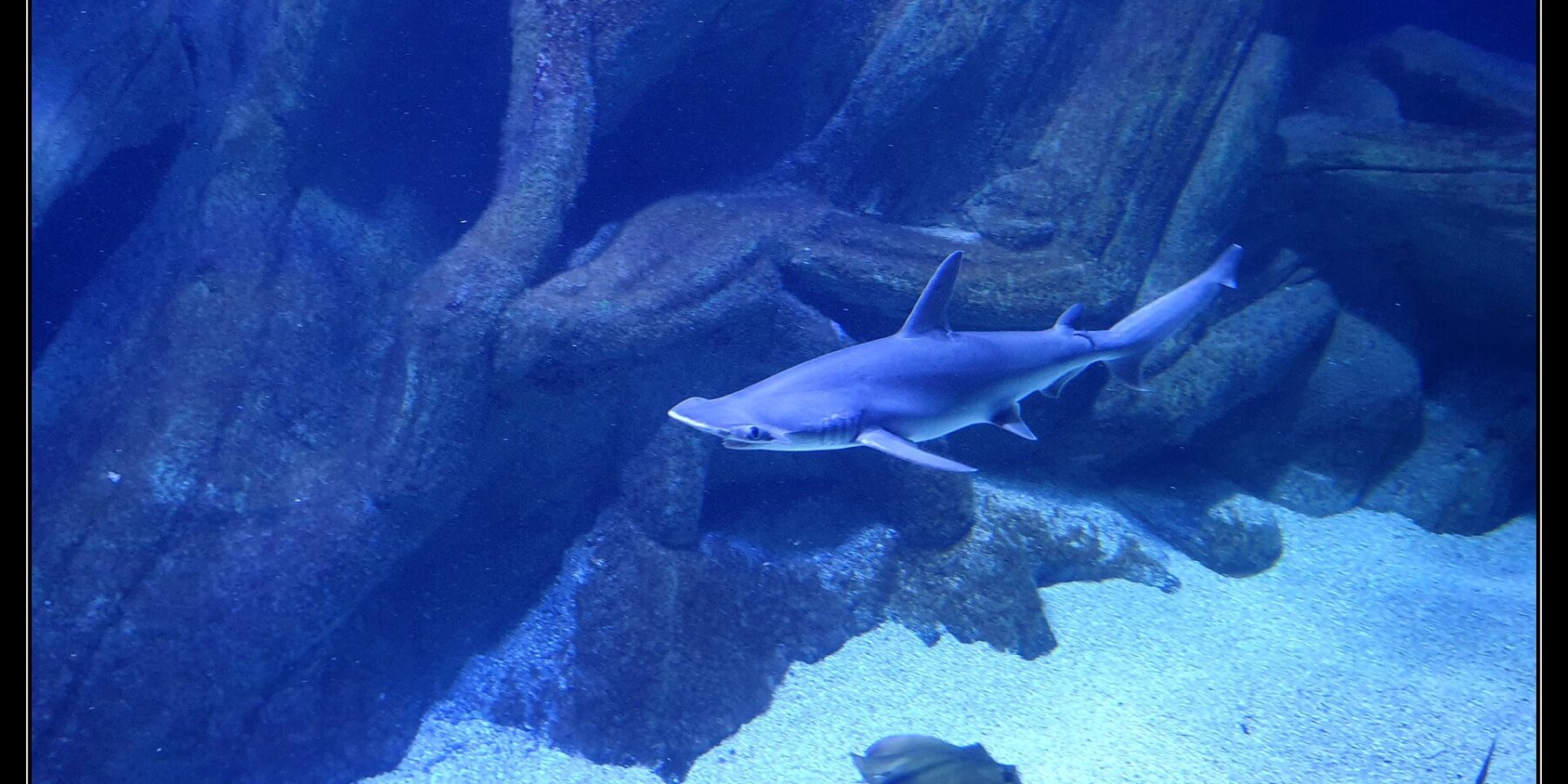Un requin-marteau commun nage de profil, la tête à gauche, dans le bassin bleu d'un aquarium : la tête aplatie en marteau avec l'œil à son extrémité, une haute nageoire dorsale et le ventre clair ; une raie et un autre requin passent sur le sable en contrebas