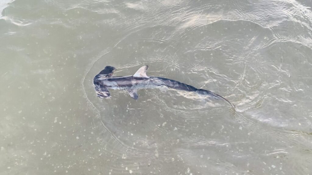 Un jeune requin-marteau commun vu d'en haut dans une eau verte et peu profonde, la tête en marteau à gauche, l'aileron dorsal et les pectorales déployées