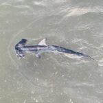 Un jeune requin-marteau commun vu d'en haut dans une eau verte et peu profonde, la tête en marteau à gauche, l'aileron dorsal et les pectorales déployées