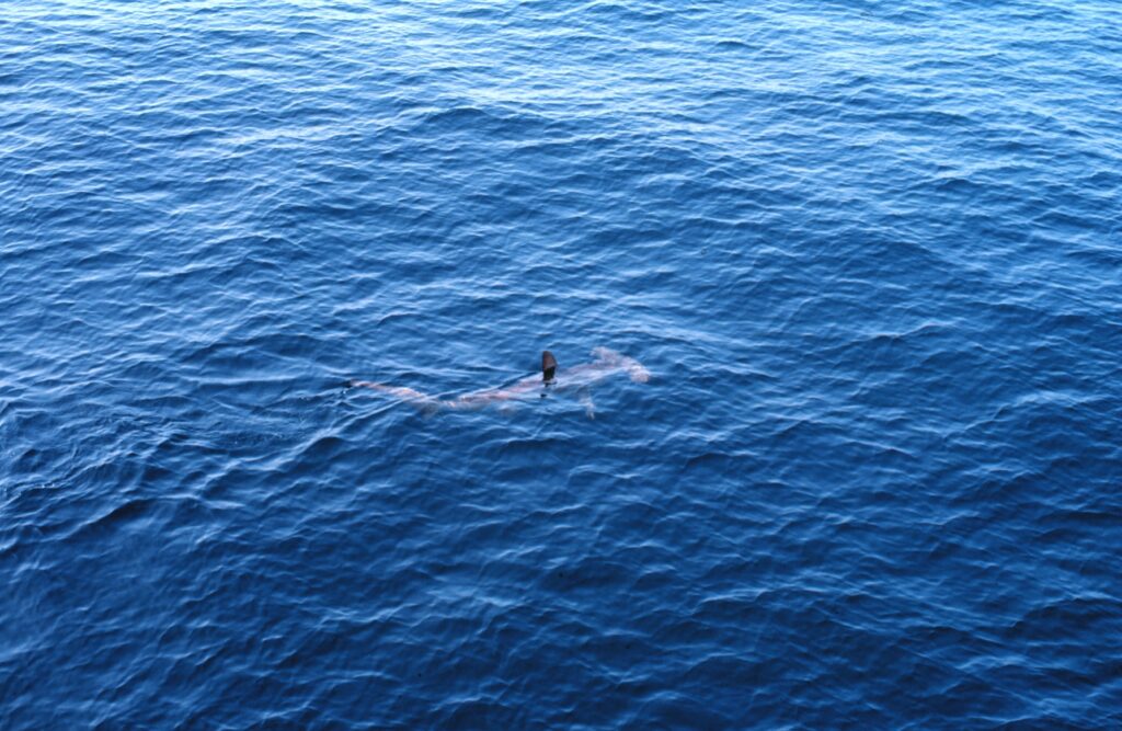 Un requin-marteau commun vu d'en haut, juste sous la surface d'une mer bleue, l'aileron dorsal hors de l'eau et la tête en marteau bien visible devant lui