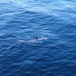 Un requin-marteau commun vu d'en haut, juste sous la surface d'une mer bleue, l'aileron dorsal hors de l'eau et la tête en marteau bien visible devant lui