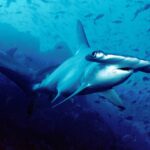 Un requin-marteau halicorne nage vers l'objectif dans une eau bleue, un second en arrière-plan, des petits poissons au-dessus