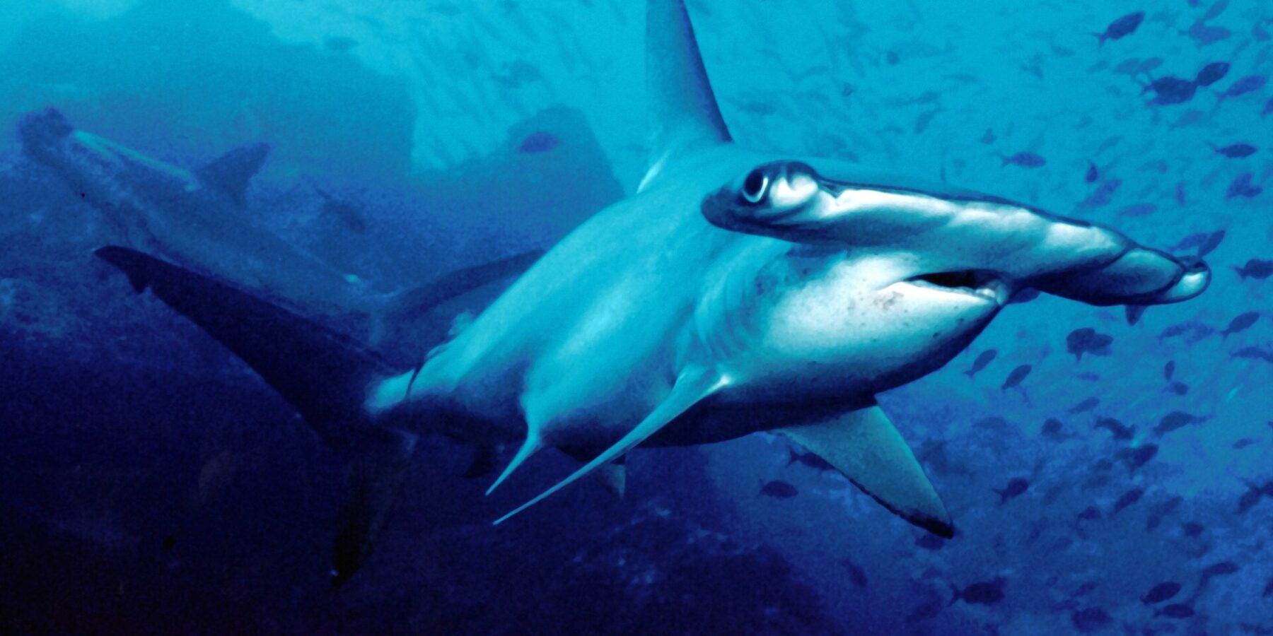 Un requin-marteau halicorne nage vers l'objectif dans une eau bleue, un second en arrière-plan, des petits poissons au-dessus