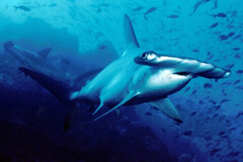 Un requin-marteau halicorne nage vers l'objectif dans une eau bleue, un second en arrière-plan, des petits poissons au-dessus
