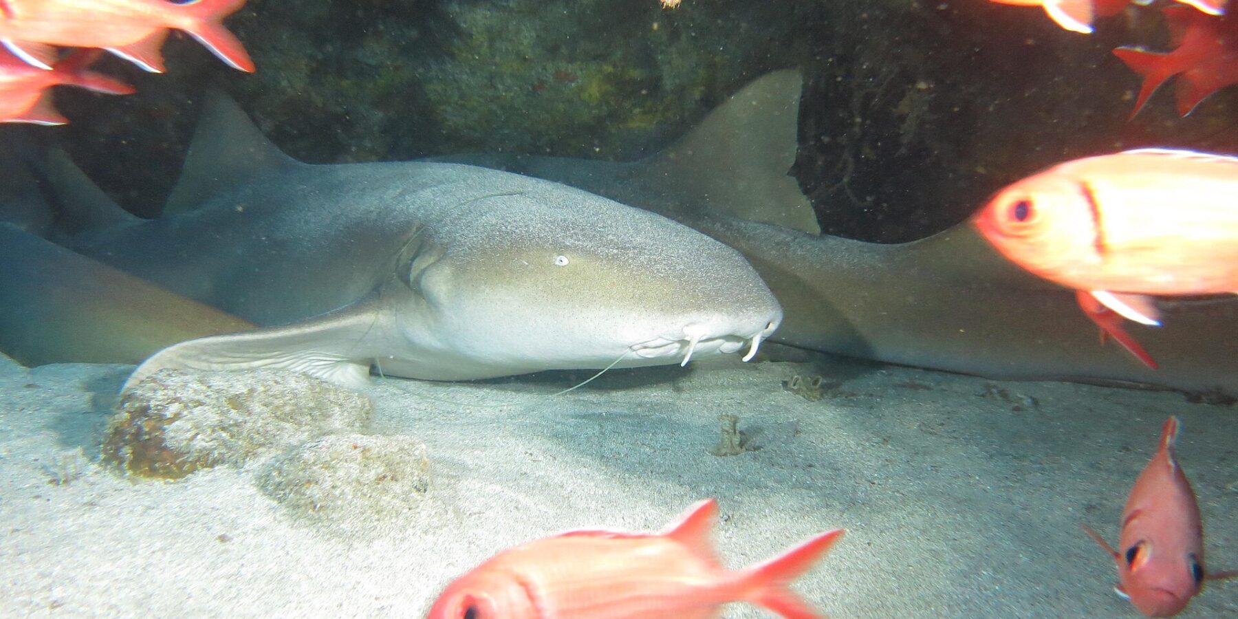 Plusieurs requins nourrices couchés sur le sable sous un surplomb rocheux, le premier montrant sa tête large et plate, son petit œil et ses deux longs barbillons, devant des poissons-soldats rouges