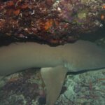 Un requin-nourrice fauve, brun uniforme, posé sur le fond sous un surplomb de corail rouge et rose, deux petits poissons orange sur la droite