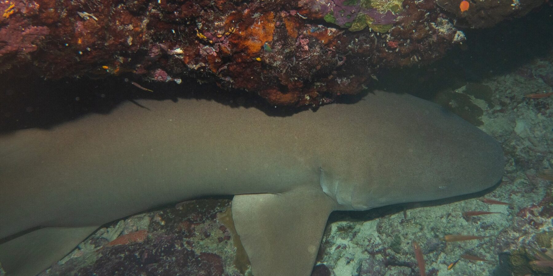 Un requin-nourrice fauve, brun uniforme, posé sur le fond sous un surplomb de corail rouge et rose, deux petits poissons orange sur la droite