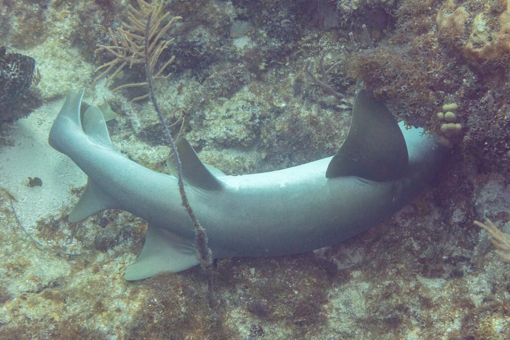 Un requin nourrice couché sur le fond, la tête glissée sous un surplomb du récif : deux dorsales arrondies, la première plus grande, une large pectorale arrondie et une longue queue sans lobe inférieur