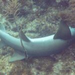 Un requin nourrice couché sur le fond, la tête glissée sous un surplomb du récif : deux dorsales arrondies, la première plus grande, une large pectorale arrondie et une longue queue sans lobe inférieur