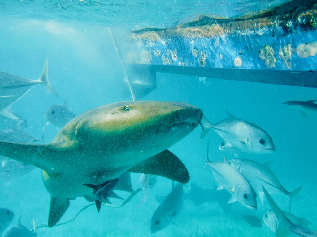 Un requin nourrice nage près de la surface sous la coque d'un bateau, parmi des carangues argentées : petit œil, barbillon pendant devant la bouche, large pectorale arrondie, peau beige-brun finement mouchetée