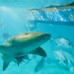 Un requin nourrice nage près de la surface sous la coque d'un bateau, parmi des carangues argentées : petit œil, barbillon pendant devant la bouche, large pectorale arrondie, peau beige-brun finement mouchetée
