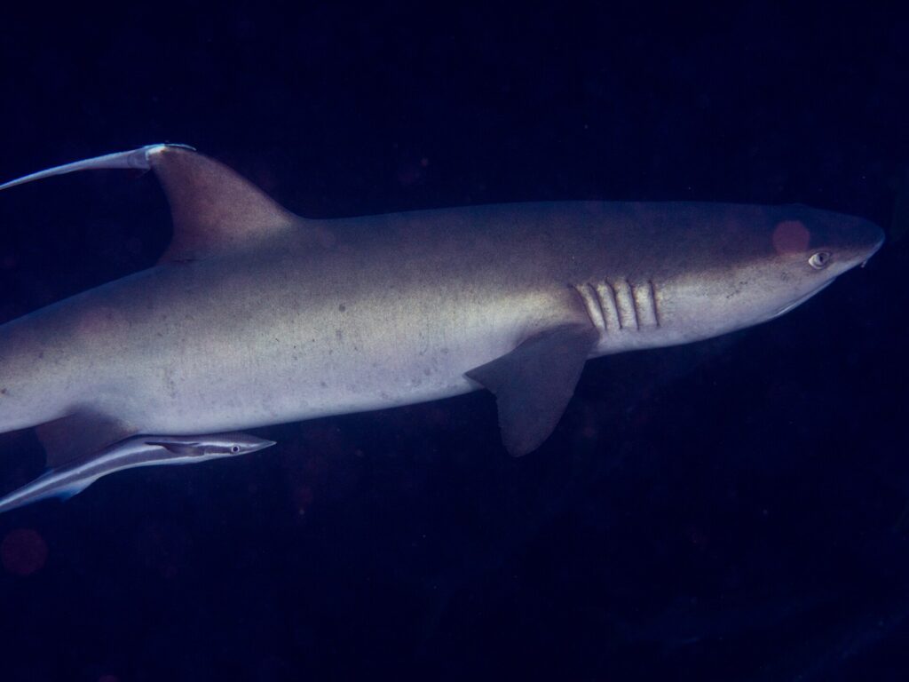 Un requin pointes blanches gris vu de profil, tête à droite, aileron dorsal et fentes branchiales bien visibles, suivi d'un rémora sous le ventre, sur fond d'eau sombre.