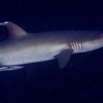 Un requin pointes blanches gris vu de profil, tête à droite, aileron dorsal et fentes branchiales bien visibles, suivi d'un rémora sous le ventre, sur fond d'eau sombre.