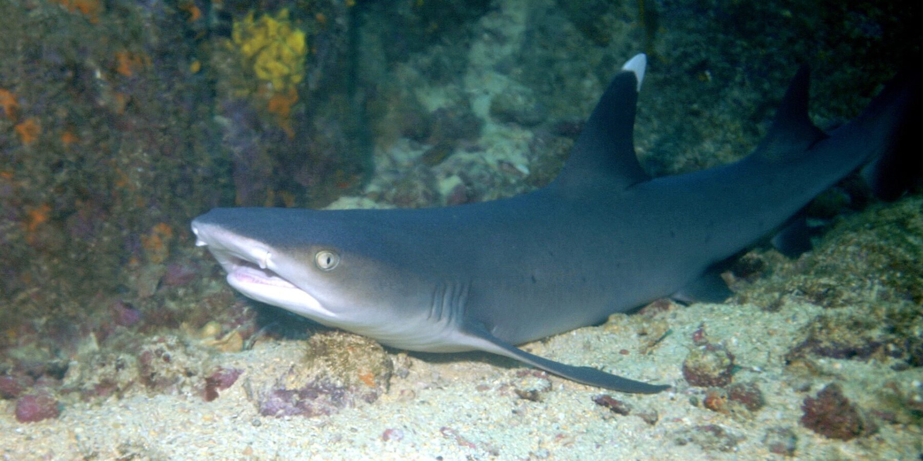 Un requin pointes blanches de récif au repos sur le sable au pied d'une paroi rocheuse, la gueule entrouverte et la pointe de sa première dorsale d'un blanc vif