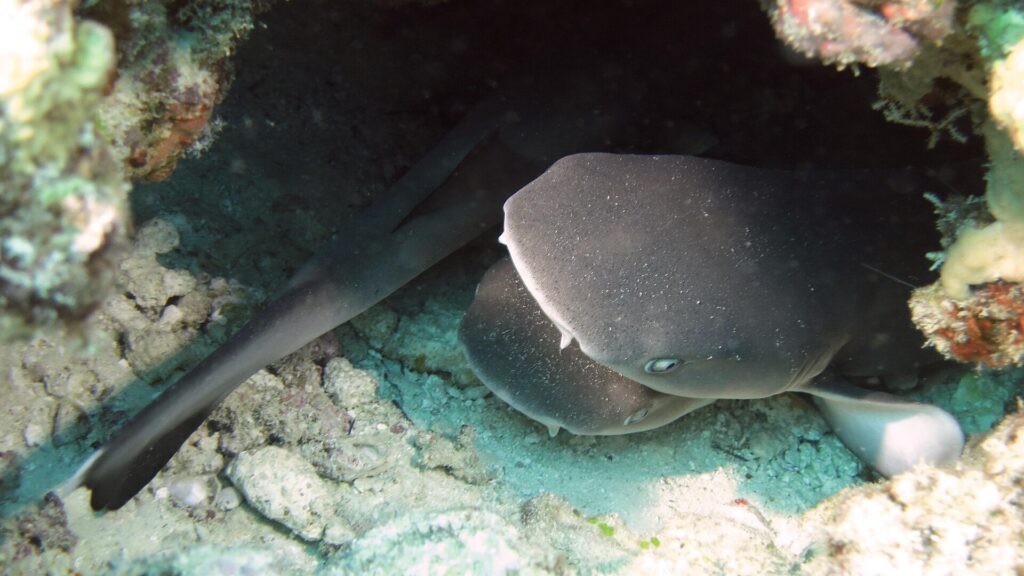 Plusieurs jeunes requins pointes blanches de récif serrés dans une cavité du récif, une tête large et aplatie au museau arrondi vue de face au premier plan