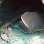 Plusieurs jeunes requins pointes blanches de récif serrés dans une cavité du récif, une tête large et aplatie au museau arrondi vue de face au premier plan