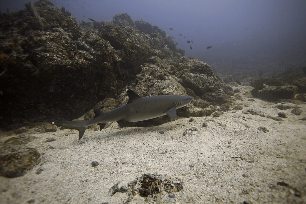Un requin pointes blanches de récif nage de profil au ras du sable le long d'un récif rocheux, les pointes blanches de la première dorsale et du haut de la queue bien visibles