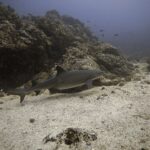 Un requin pointes blanches de récif nage de profil au ras du sable le long d'un récif rocheux, les pointes blanches de la première dorsale et du haut de la queue bien visibles