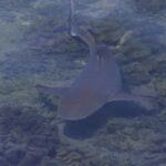 Un requin pointes noires vu d'en haut à travers la surface, qui nage dans très peu d'eau au-dessus de coraux cuirs, la pointe noire de la queue bien visible, dans une lumière voilée.