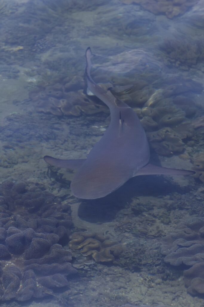 Un requin pointes noires vu d'en haut à travers la surface, qui nage dans très peu d'eau au-dessus de coraux cuirs, la pointe noire de la queue bien visible, dans une lumière voilée.