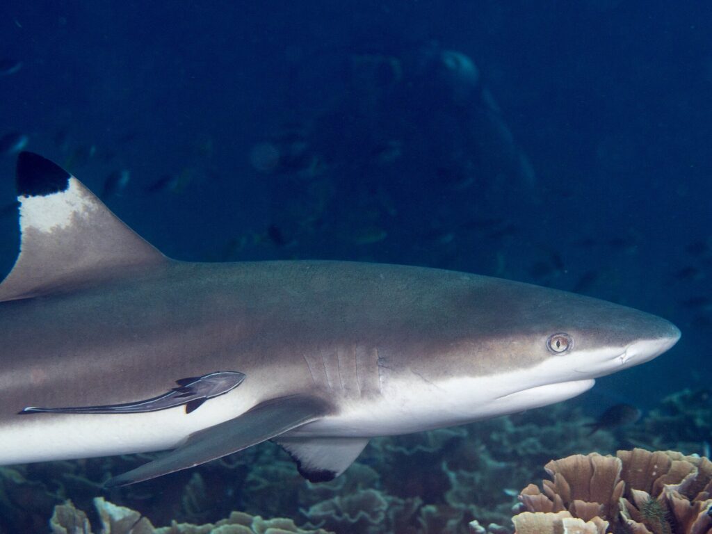 Un requin pointes noires vu de profil en gros plan, tête à droite, aileron dorsal à pointe noire et rémora collé au flanc, qui longe des coraux en laitue sur fond d'eau bleu sombre.