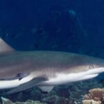 Un requin pointes noires vu de profil en gros plan, tête à droite, aileron dorsal à pointe noire et rémora collé au flanc, qui longe des coraux en laitue sur fond d'eau bleu sombre.