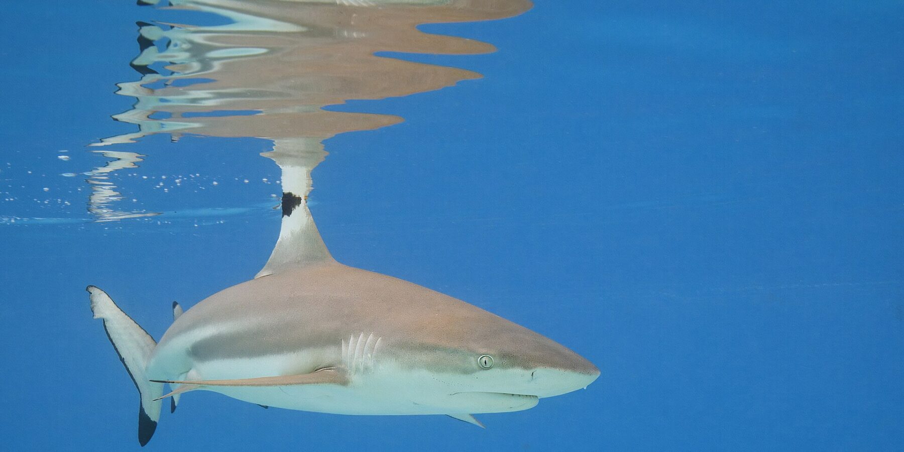 Un requin pointes noires de récif nage juste sous la surface d'une eau bleue, la pointe noire de sa première dorsale affleurant et son reflet dessiné à la surface, la pointe noire du lobe inférieur de la queue bien visible