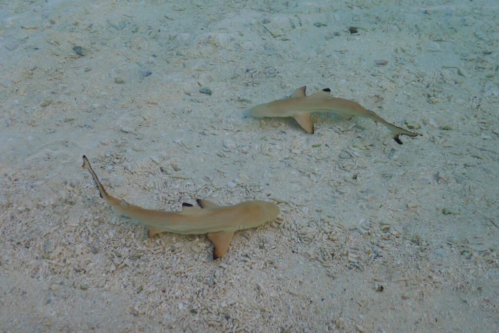 Deux jeunes requins pointes noires vus d'en haut en eau très peu profonde et claire, au-dessus du sable et des débris de corail, les pointes noires de leurs nageoires bien visibles