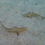 Deux jeunes requins pointes noires vus d'en haut en eau très peu profonde et claire, au-dessus du sable et des débris de corail, les pointes noires de leurs nageoires bien visibles